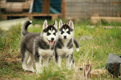 Le Domaine Des Loups De L'est, Éleveur De Chiens à Bouligny
