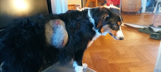 Elevage des Charmes, Eleveur de Chiens à Najac