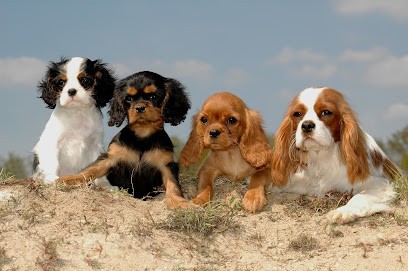 Passeriphane, Eleveur de Chiens à Châteauneuf-sur-Loire