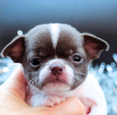 Chihuahua Paris Idf Des Folie' S Louise De Vances, Éleveur De Chiens au Plessis-Robinson