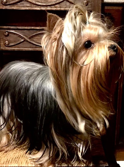 Du Royaume d'Hautecour : Chiens Yorkshire, Chihuahua poils long | Chats Bengal, Maine Coon, Seine Maritime, Haute Normandie, Eleveur de Chiens à Hautot-Saint-Sulpice