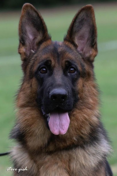 Les fidèles de la châtaigneraie, Eleveur de Chiens à Bages