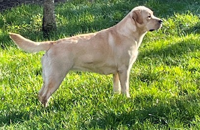 Pension SARL Livestock, Eleveur de Chiens à Arronville