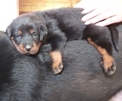 ELEVAGE DE LA P'TIOTE REINE, Eleveur de Chiens à Buxerolles