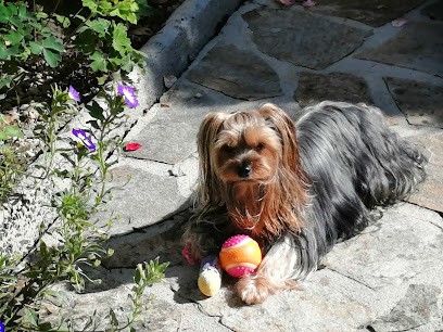 Nounou Toutou, Pension pour Chiens à Condat-sur-Ganaveix