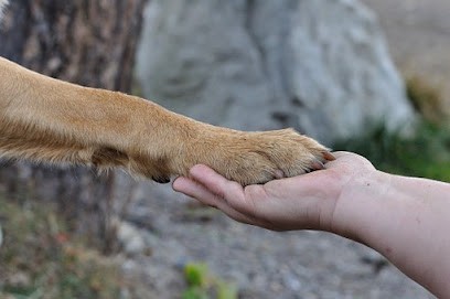 Marion Ollery Education Canine, Dresseur de Chiens à Vair-sur-Loire