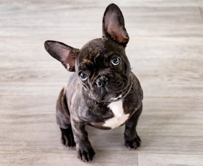 Éleveur Bouledogue Français, Éleveur De Chiens à Sainte-Pazanne
