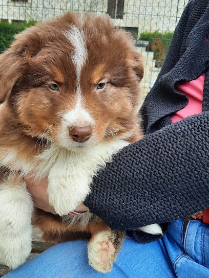 Domaine Des Collines Vertes Elevage canins berger australien Grand Est Champagne Ardenne Haute Marne, Eleveur de Chiens à Suzannecourt