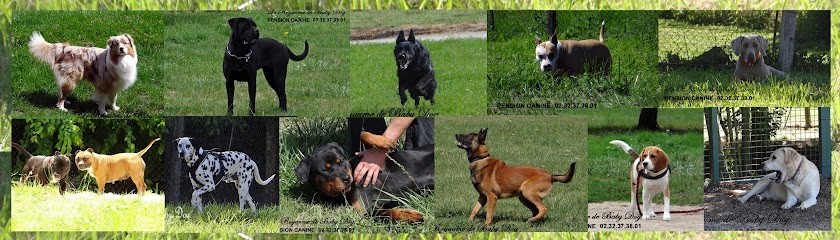 PENSION CANINE Le Royaume De Baby Dog, Pension pour Chiens au Fidelaire