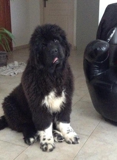 Hacienda Perles Noires, Eleveur de Chiens à Uzès