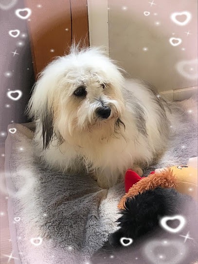 au royaume des dogs, Eleveur de Chiens à Montpont En Bresse