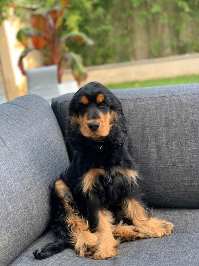 La constellation d'Heelou / Elevage canin de Cocker Spaniel Anglais, Eleveur de Chiens à Beauregard-et-Bassac