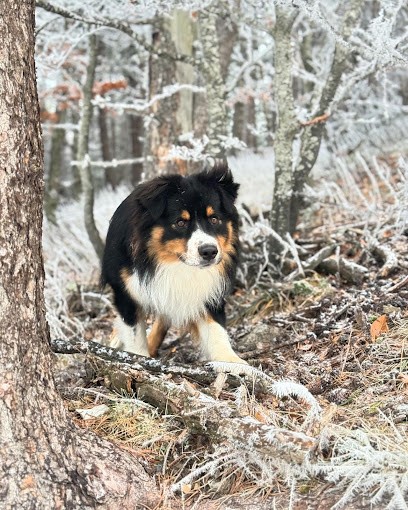 Elevage - Pension Canine Montpellier Domaine Du Salaison, Pension pour Chiens à Teyran