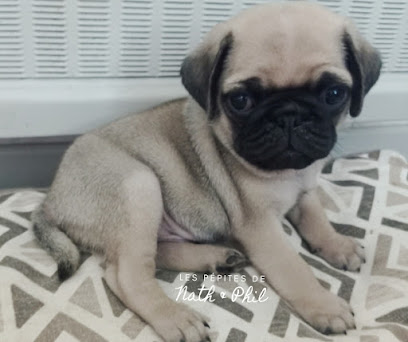 Les Pépites De Nath Et Phil Éleveur De Chiens à Fléac