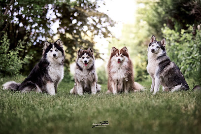 Pomsky De La Luna Éleveur De Chiens à Noisy-le-Grand
