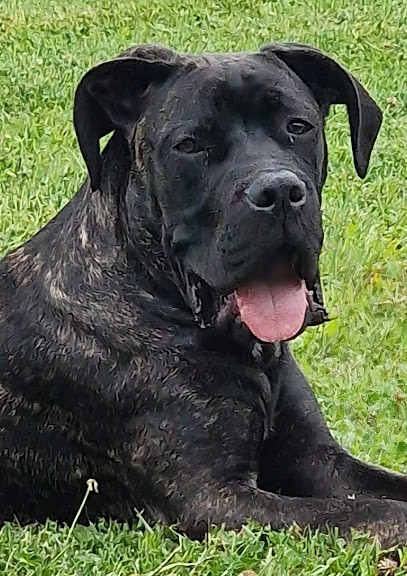 Élevage des Queues de Luma, Eleveur de Chiens à Maisontiers