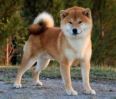 Élevage De Percyval, Eleveur de Chiens à Givardon