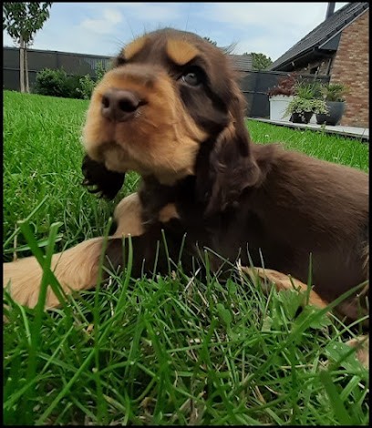Elevage du Klockhuis SARL, Eleveur de Chiens à Eecke