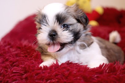 Elevage de la Ferme des Mottes, Eleveur de Chiens au Val-d'Ajol