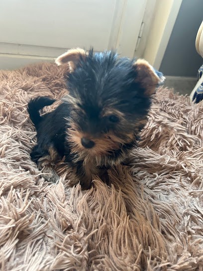 L'élevage du Mini D'amancieux, Eleveur de Chiens à Sury-le-Comtal