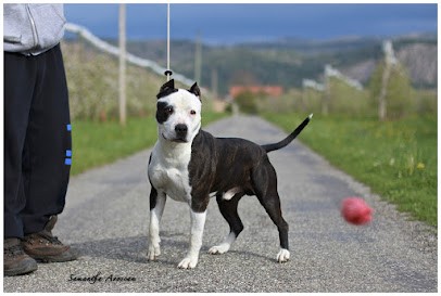 Éleveur American Staffordshire Terrier (AmStaff):Élevage L'Empreinte de l'espoir, Eleveur de Chiens à Ventavon