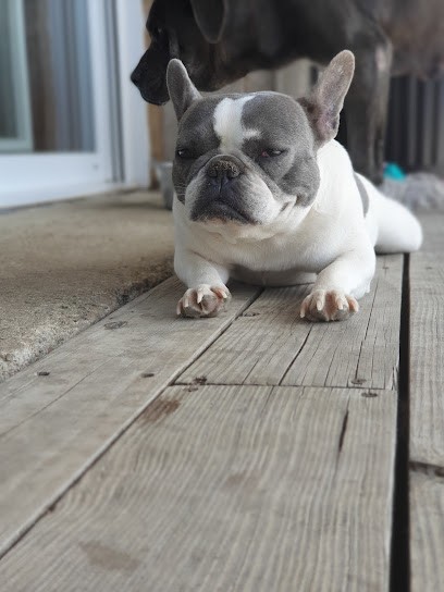 DOMAINE DU JARDIN DES BLEUS, Eleveur de Chiens à Bult