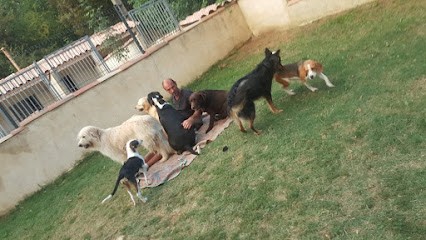 Pension canine la Câline. Pension pour chien. Drome Ardèche Garde de chien, Pension pour Chiens à Upie
