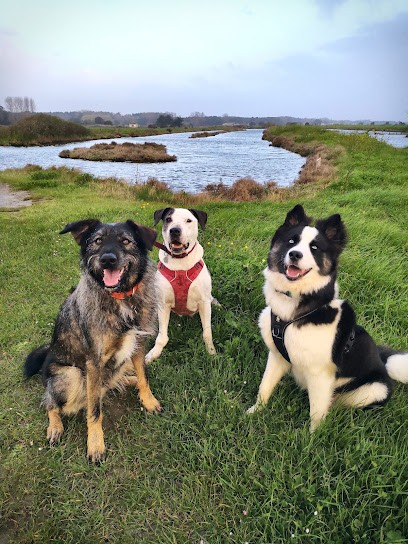 Animazen éducateur canin les Sables d'Olonne, Dresseur de Chiens à Château-d'Olonne