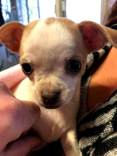 Elevage de la Tour des Angelots, Eleveur de Chiens à Macheren