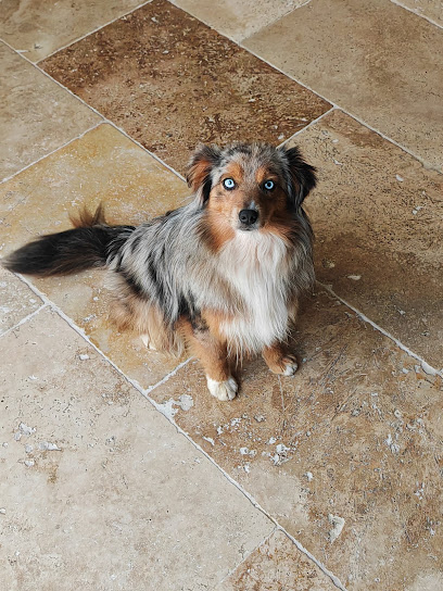 Le Royaume De Nohee, Éleveur De Chiens à Esbly