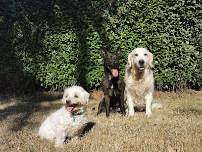 Cani Nose Éducateur Canin Vendée, Dresseur de Chiens à Sèvremont