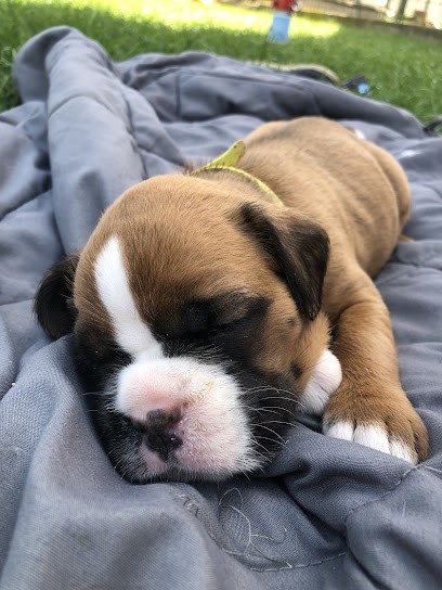 casapicasso.com, Eleveur de Chiens à Saint-Louis