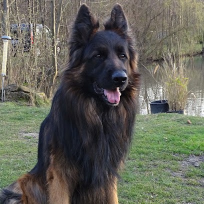 Elevage du ruisseau Hollenbach, Eleveur de Chiens à Kerling-lès-Sierck