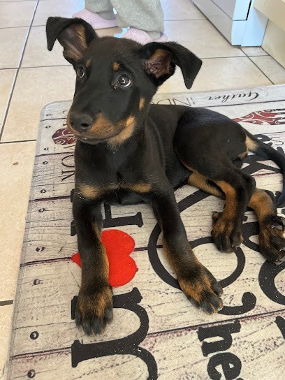 Can Sirius Éducation Canine, Dresseur de Chiens à Torreilles