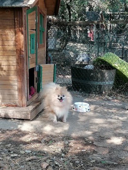 Pension Canine 4 Os Pour Chien Et Chat, Pension pour Chiens à Cessenon-sur-Orb