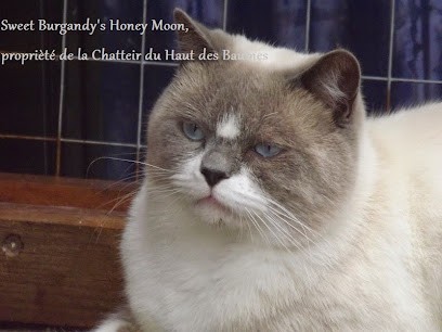 Du Haut des Baumes, Eleveur de Chiens à Granges-Aumontzey