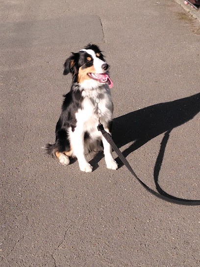 Pierre Wemaere Education Canine, Dresseur de Chiens à Tourcoing