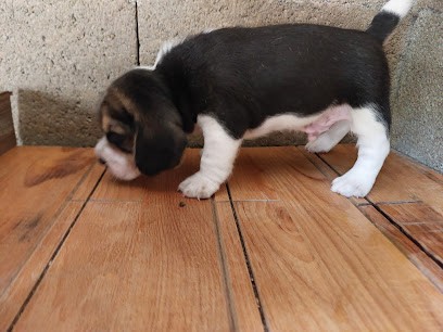 Élevage des échos des varrennes- Chiot beagle LOF- Deux-Sèvres 79 - Nouvelle Aquitaine., Eleveur de Chiens à Séligné