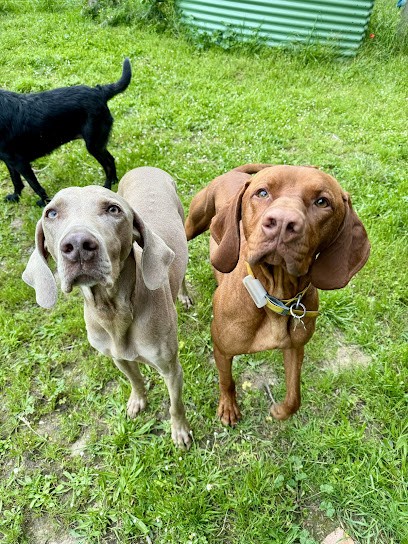 WOUF CAMP, Pension pour Chiens à Montréal