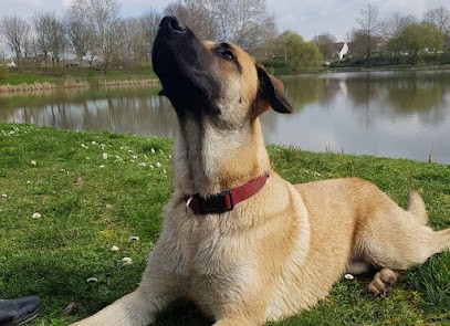 O'Bonheur Canin, Dresseur de Chiens à Noisy-le-Grand