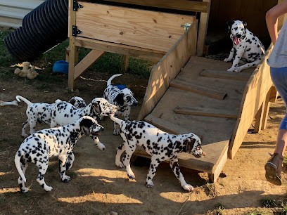 Les dalmatiens de Bonte, Eleveur de Chiens à Duras