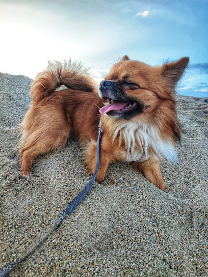 La Légende de Platon Virginie Le Moing éleveuse passionnée de Chihuahua, Eleveur de Chiens à Plaudren