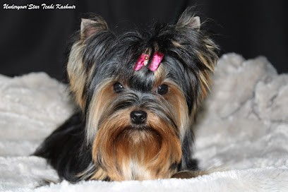 Elevage Underyour'Star, Eleveur de Chiens à Saint-Genis-sur-Menthon