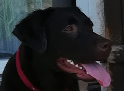 EDUCANIN-30-34, Dresseur de Chiens à Sauve