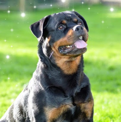 Elevage Von Hyperion Schloss., Eleveur de Chiens à Aufferville