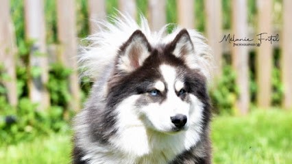 Platinium Pomsky, Eleveur de Chiens à Saint-Aquilin-de-Corbion