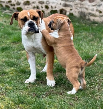 Elevage des Belles Truffes, Eleveur de Chiens au Vilhain