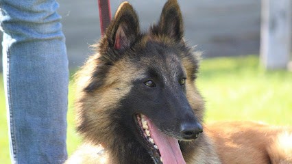 Legallais Cédric Pension Education Canine, Dresseur de Chiens à Lesneven