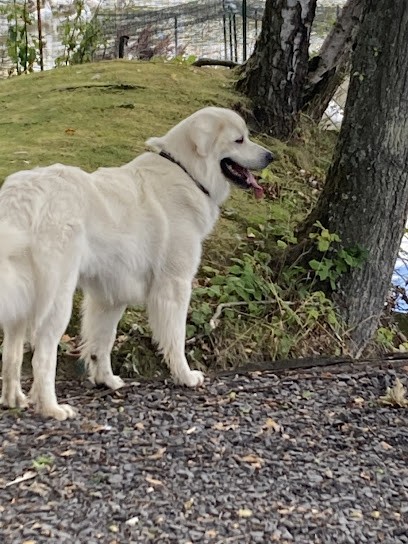 Dog S Cool, Dresseur de Chiens à Mérignies