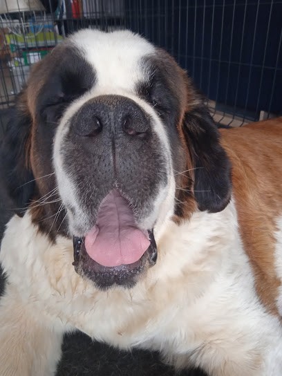 Elevage de la Faubretière, Eleveur de Chiens à Saint-Hilaire-le-Vouhis